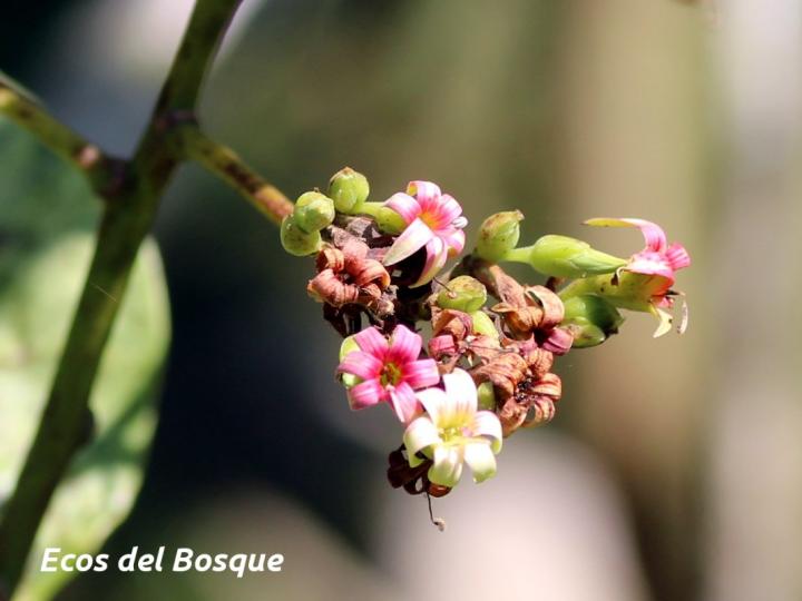Anacardium occidentale