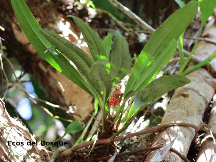 Anthurium bakeri
