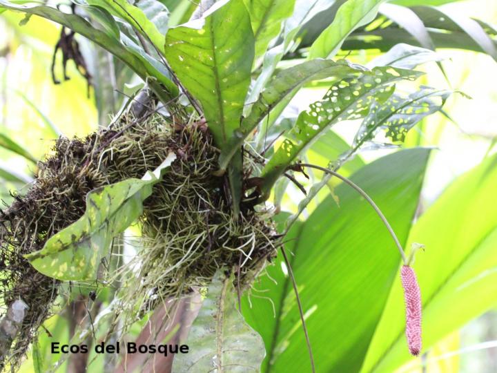 Anthurium consobrinum