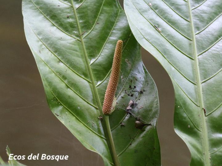 Anthurium consobrinum