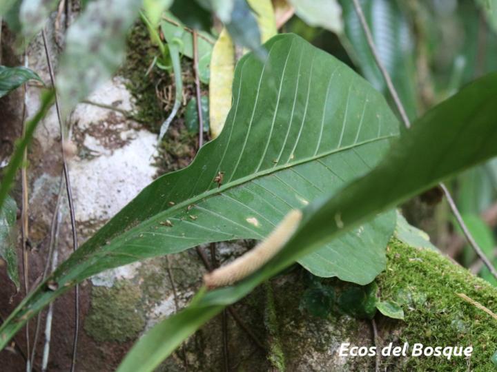 Anthurium consobrinum