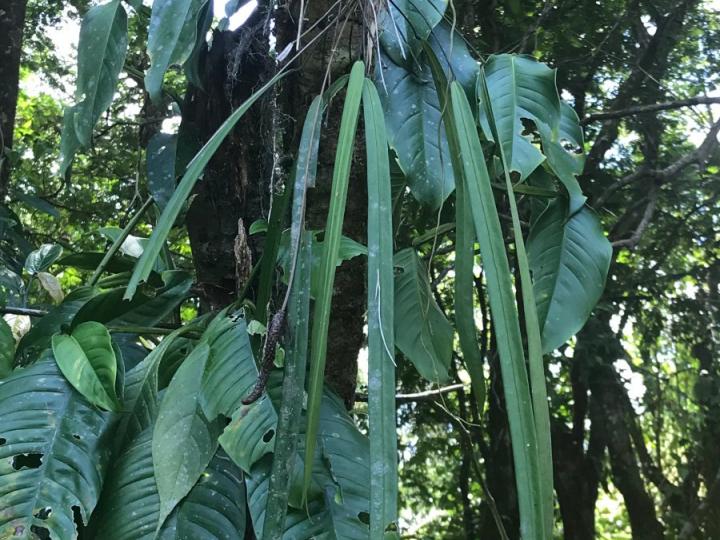 Anthurium friedrichsthalii