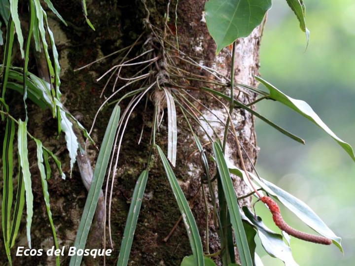 Anthurium friedrichsthalii