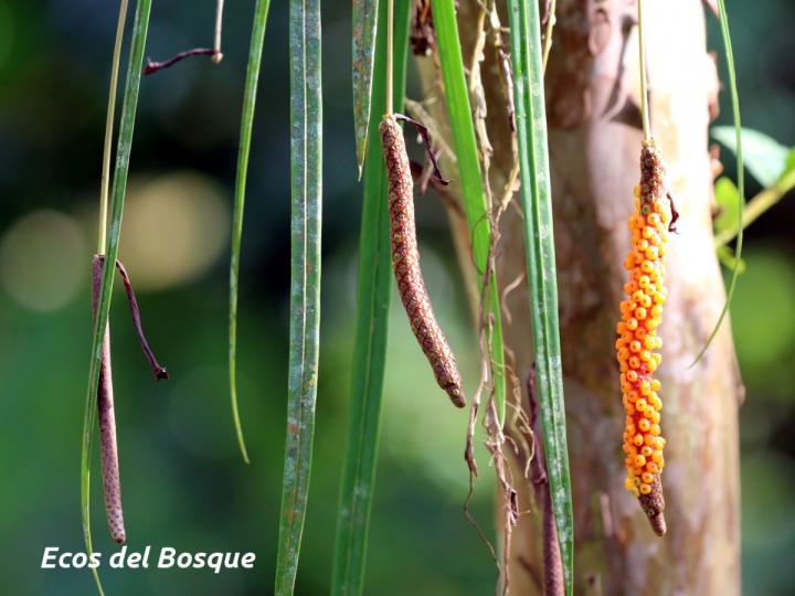 Anthurium friedrichsthalii