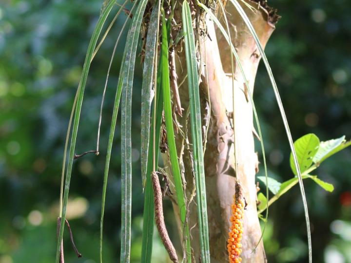 Anthurium friedrichsthalii