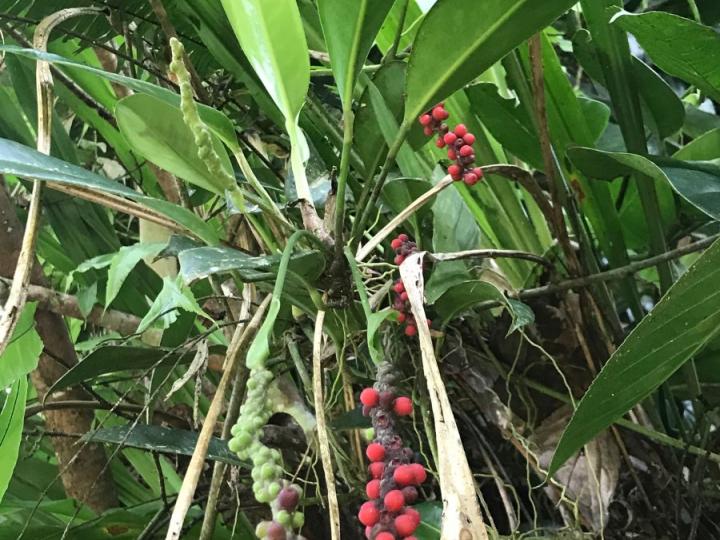 Anthurium interruptum
