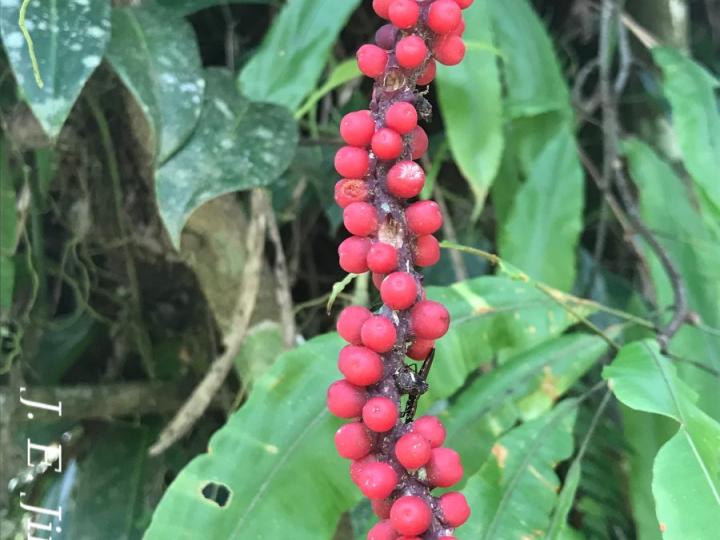 Anthurium interruptum