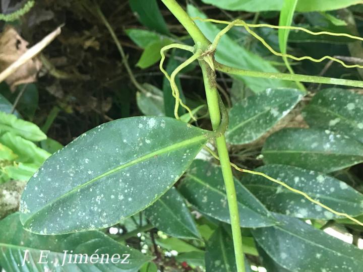 Anthurium interruptum