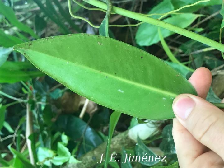 Anthurium interruptum
