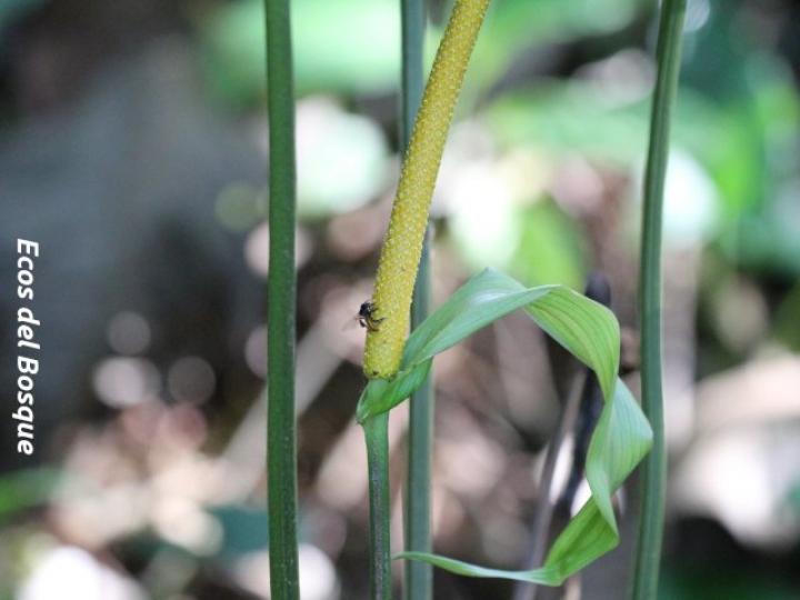 Anthurium ochranthum