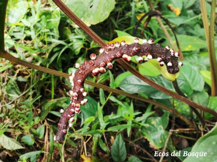 Anthurium ochranthum