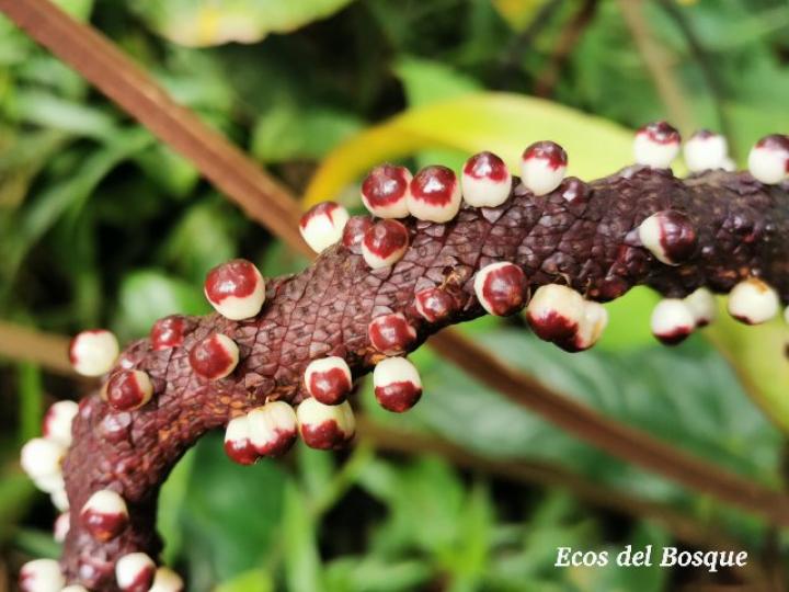 Anthurium ochranthum
