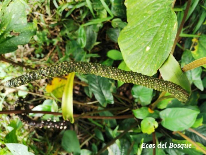 Anthurium ochranthum