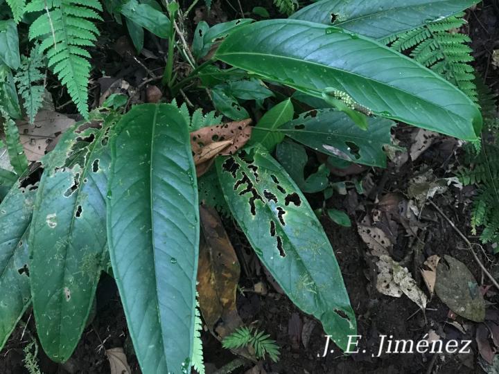 Anthurium seibertii