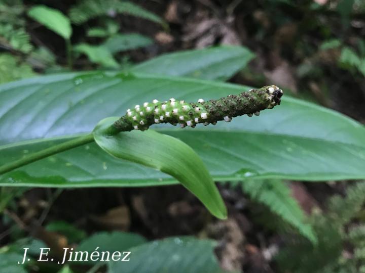 Anthurium seibertii