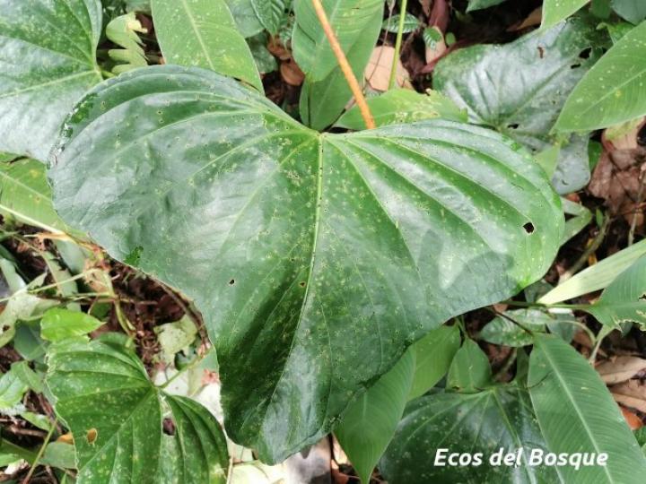 Anthurium subsignatum