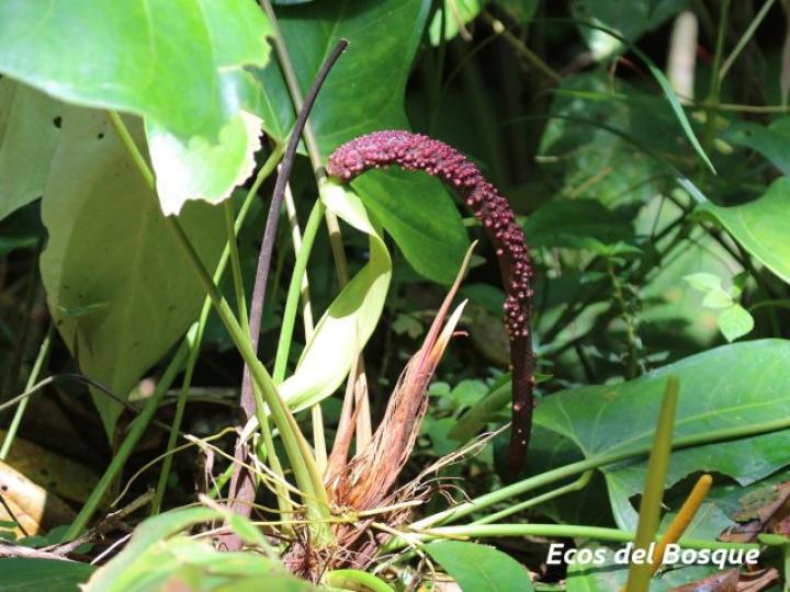 Anthurium subsignatum
