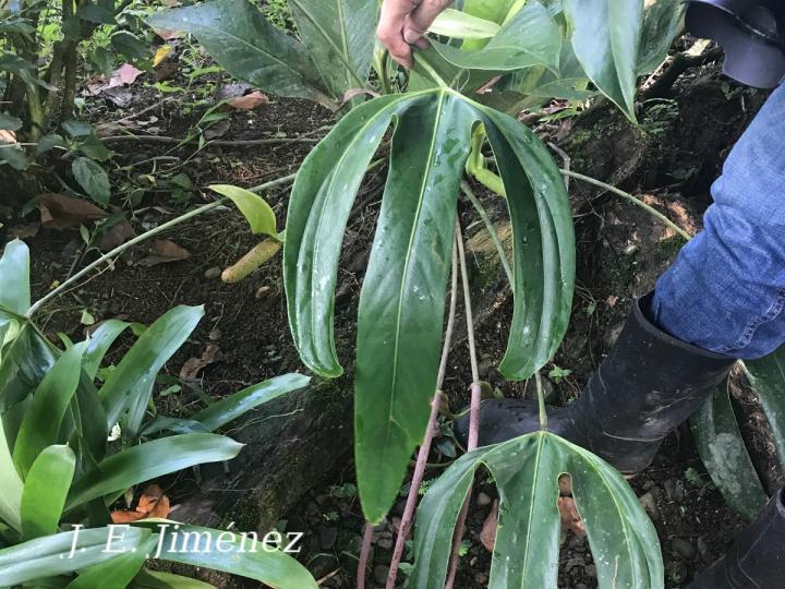Anthurium tilaranense