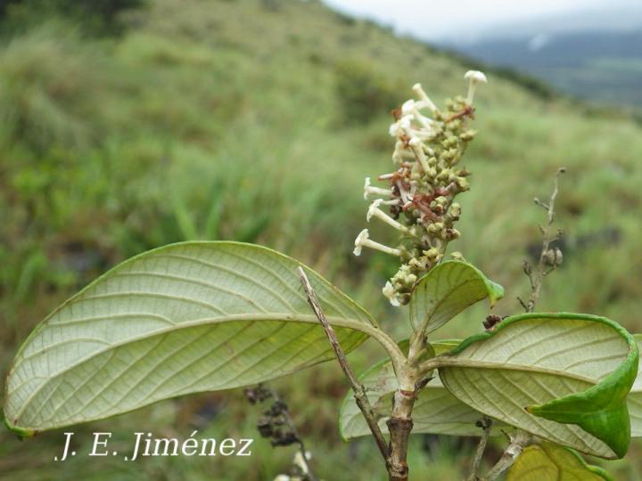 Arachnothryx buddleoides
