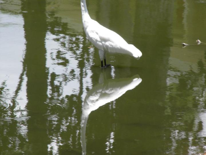 Ardea alba