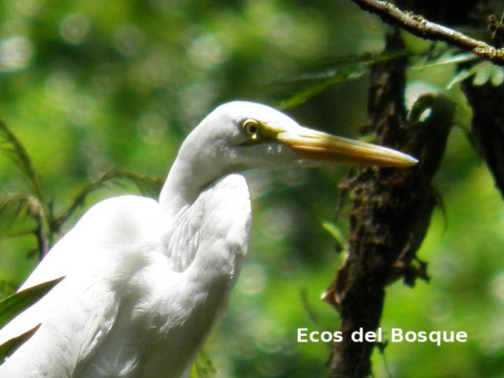 Ardea alba