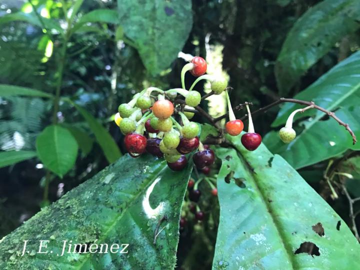 Ardisia auriculata