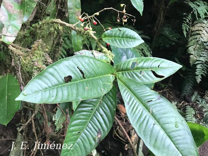 Ardisia auriculata