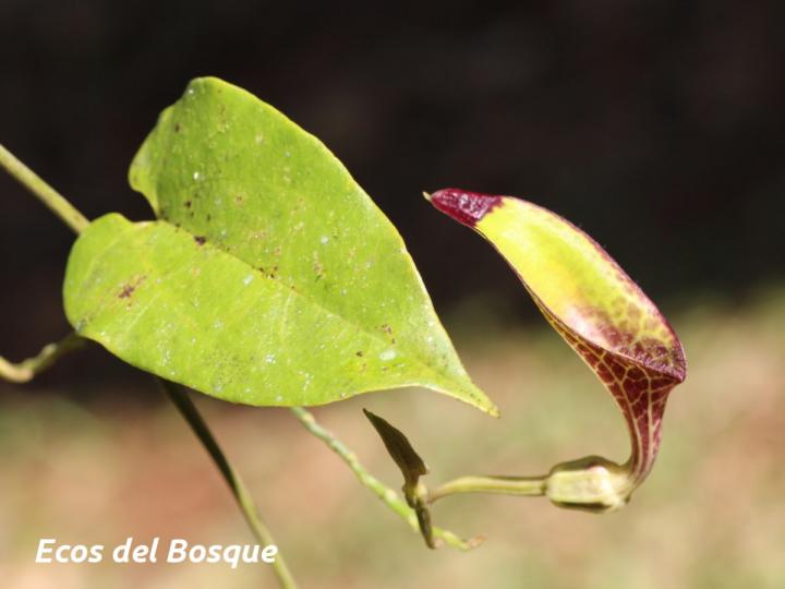 Aristolochia constricta