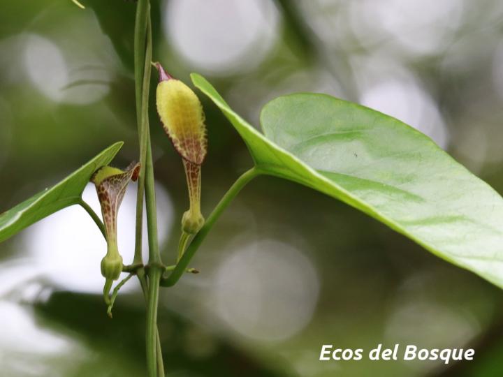 Aristolochia constricta