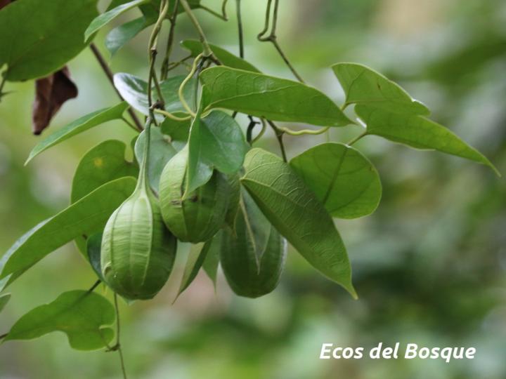 Aristolochia constricta