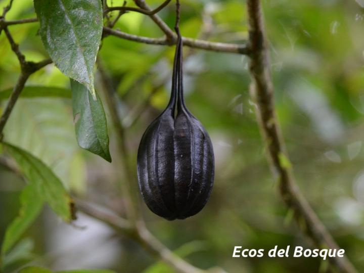 Aristolochia constricta