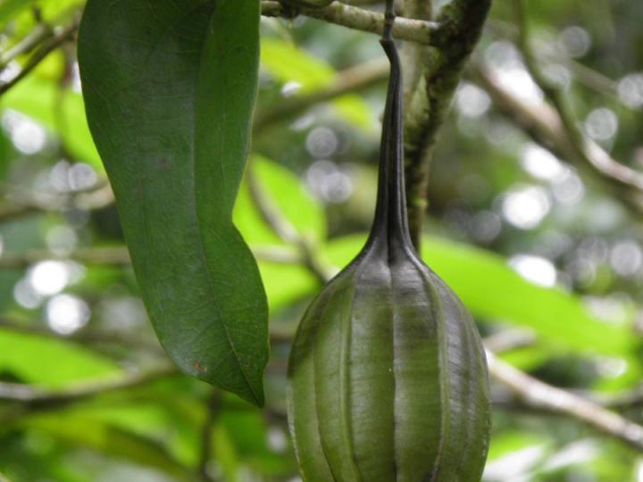 Aristolochia constricta