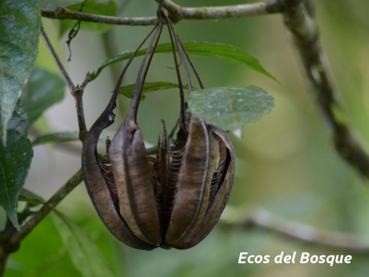 Aristolochia constricta