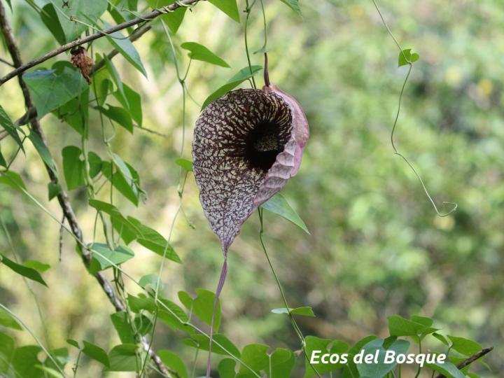 Aristolochia grandiflora