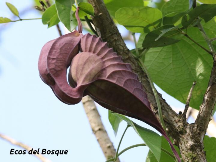 Aristolochia grandiflora