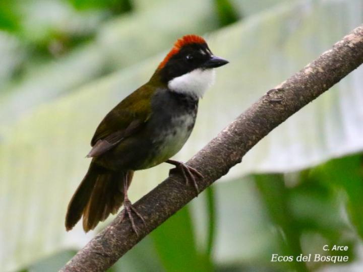 Arremon brunneinucha