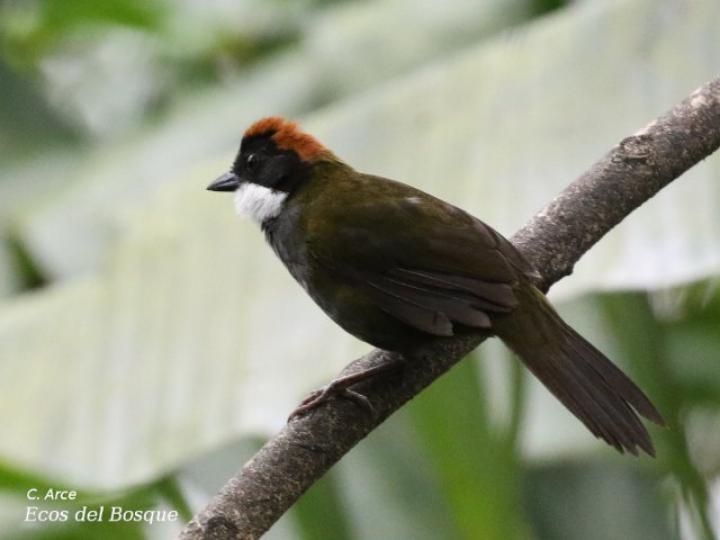 Arremon brunneinucha