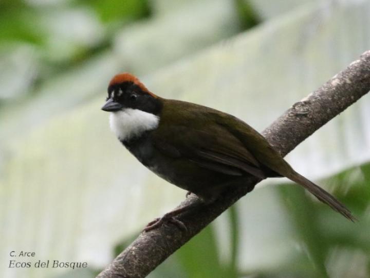 Arremon brunneinucha