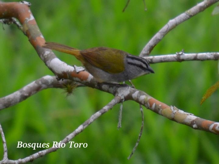 Arremonops conirostris