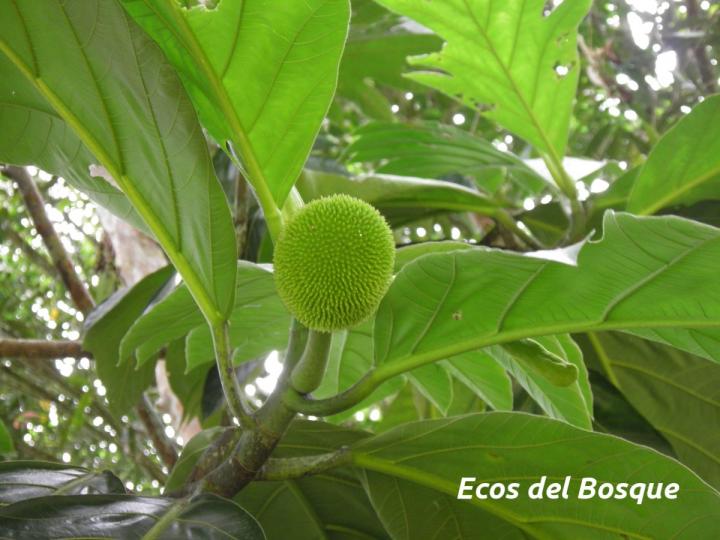 Artocarpus altilis