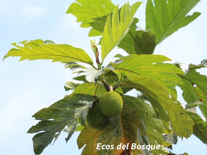 Artocarpus altilis