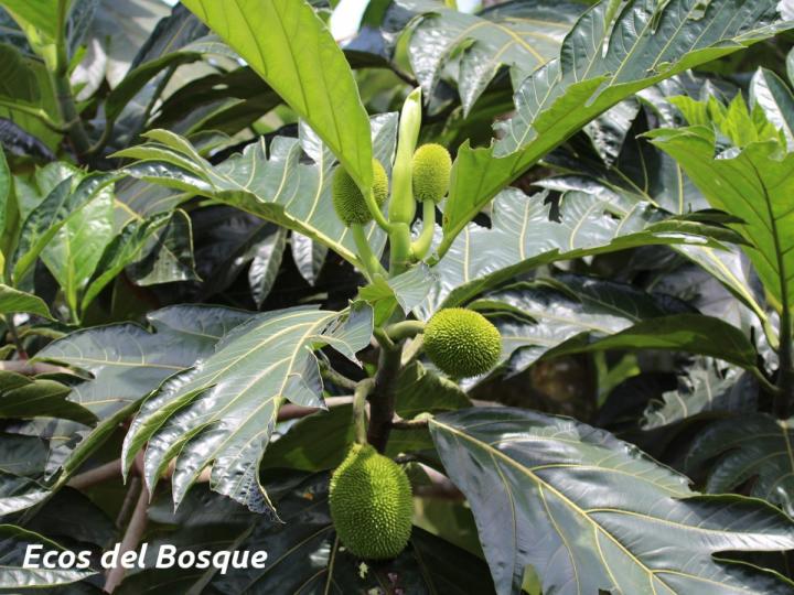 Artocarpus altilis