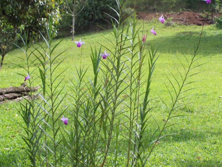 Arundina graminifolia