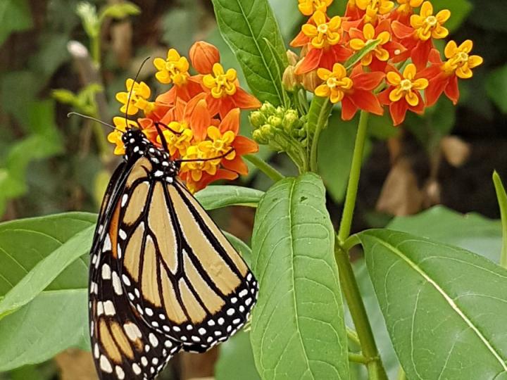 Asclepias curassavica