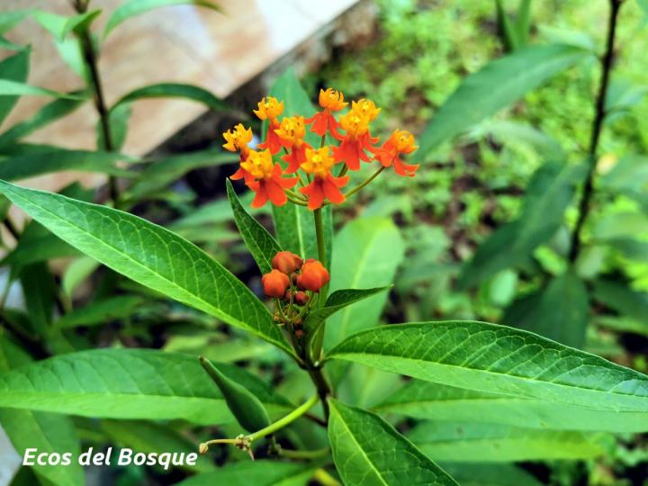 Asclepias curassavica