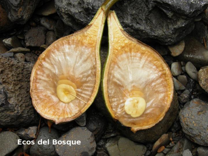Aspidosperma desmanthum