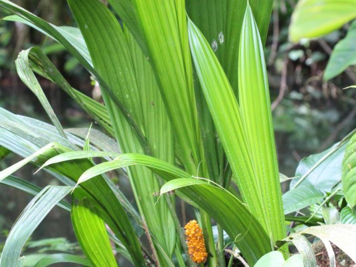 Asplundia euryspatha