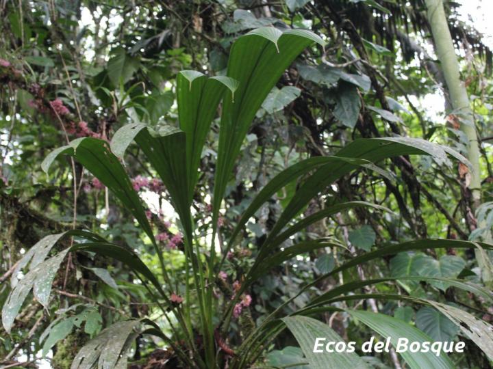 Asplundia euryspatha