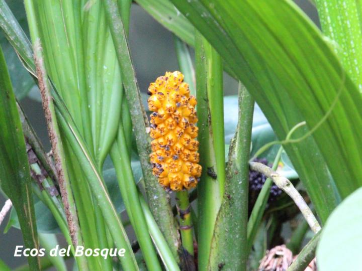 Asplundia euryspatha