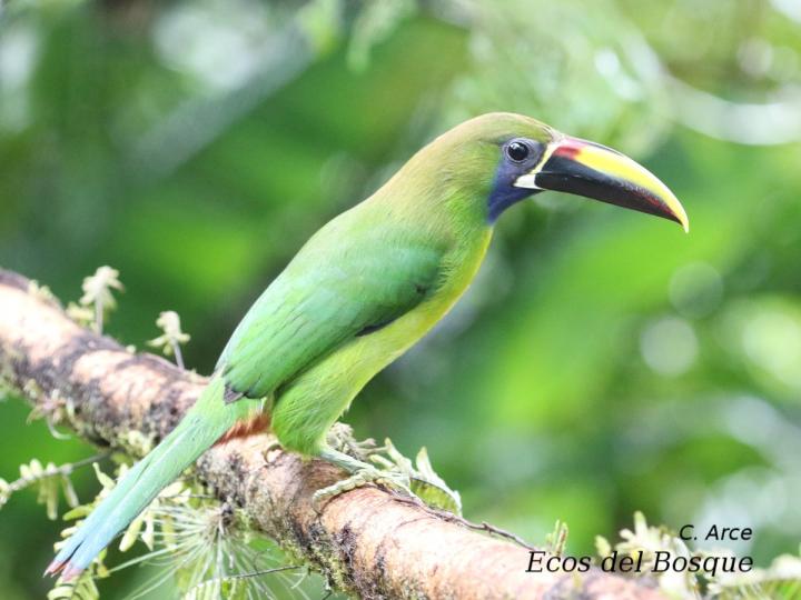 Aulacorhynchus prasinus